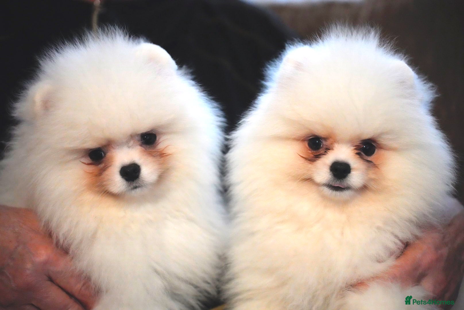 Teddy Bear Kijiji Teacup Pomeranian White Pomeranian For Sale