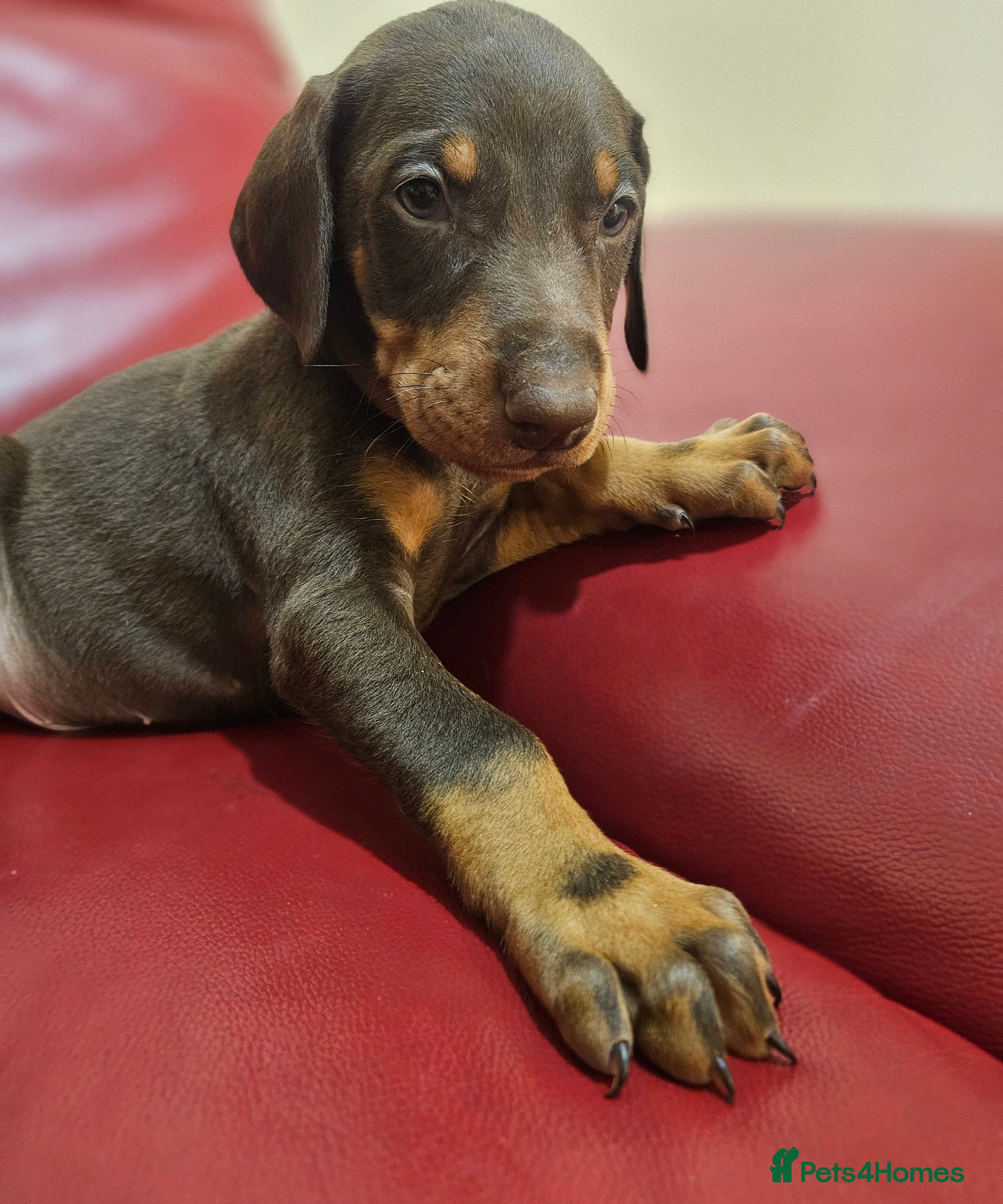 Dobermann dogs International Champ Bloodline Pups Ready 25thDEC - Advert 10