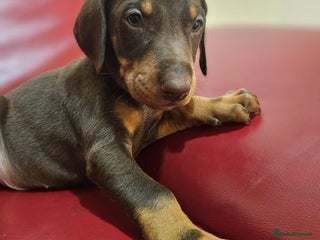 Dobermann dogs International Champ Bloodline Pups Ready 25thDEC - Advert 1