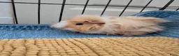 Guinea Pig rodents for sale: 2 male bonded guinea pigs  in Blackpool - Advert 1