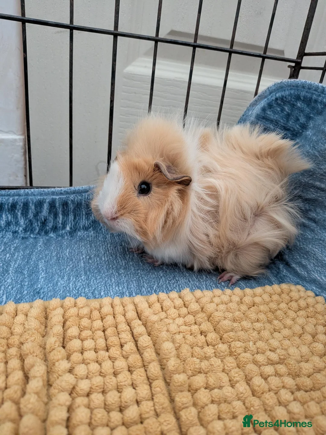 Guinea Pig rodents for sale: 2 male bonded guinea pigs  in Blackpool - Advert 1