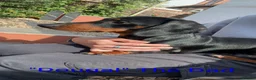 Dachshund dogs for sale: Dachshund puppies  in Salisbury - Advert 6