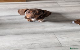 Miniature Dachshund dogs for sale: Female pup available bow - Image 2