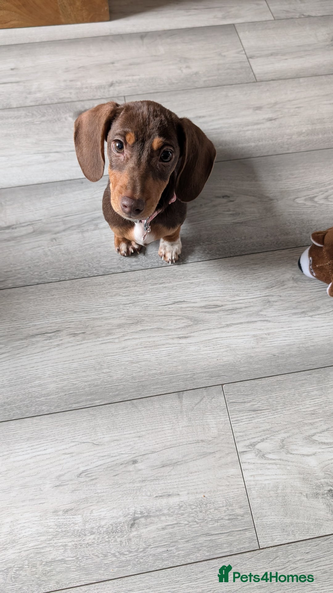 Miniature Dachshund dogs for sale: Female pup available bow - Image 2