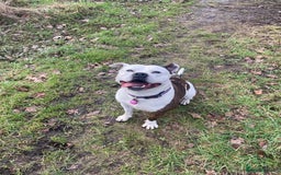 Mixed Breed dogs for sale: Bailey, 6 year old staff cross. - Image 5