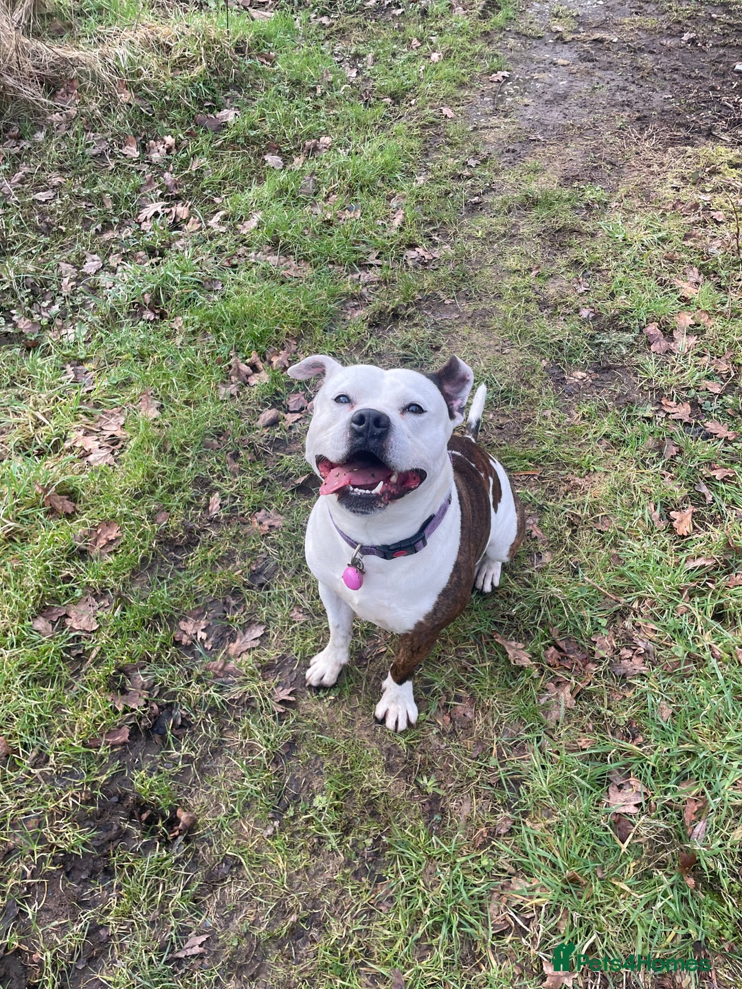 Mixed Breed dogs for sale: Bailey, 6 year old staff cross. - Image 5