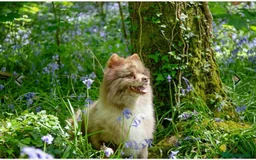Pomeranian dogs for sale: Stunning chocolate Merle Pomeranian  - Image 1