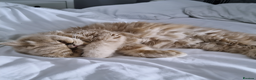 Persian cats for sale: Beautiful cream persian babies  - Advert 2