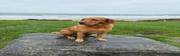 Labrador Retriever dogs for sale: Red Fox Labrador Puppies in Basingstoke - Advert 1