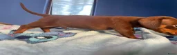 Dachshund dogs for sale: Beautiful dachshund/sausage dog pups for sale  - Advert 4