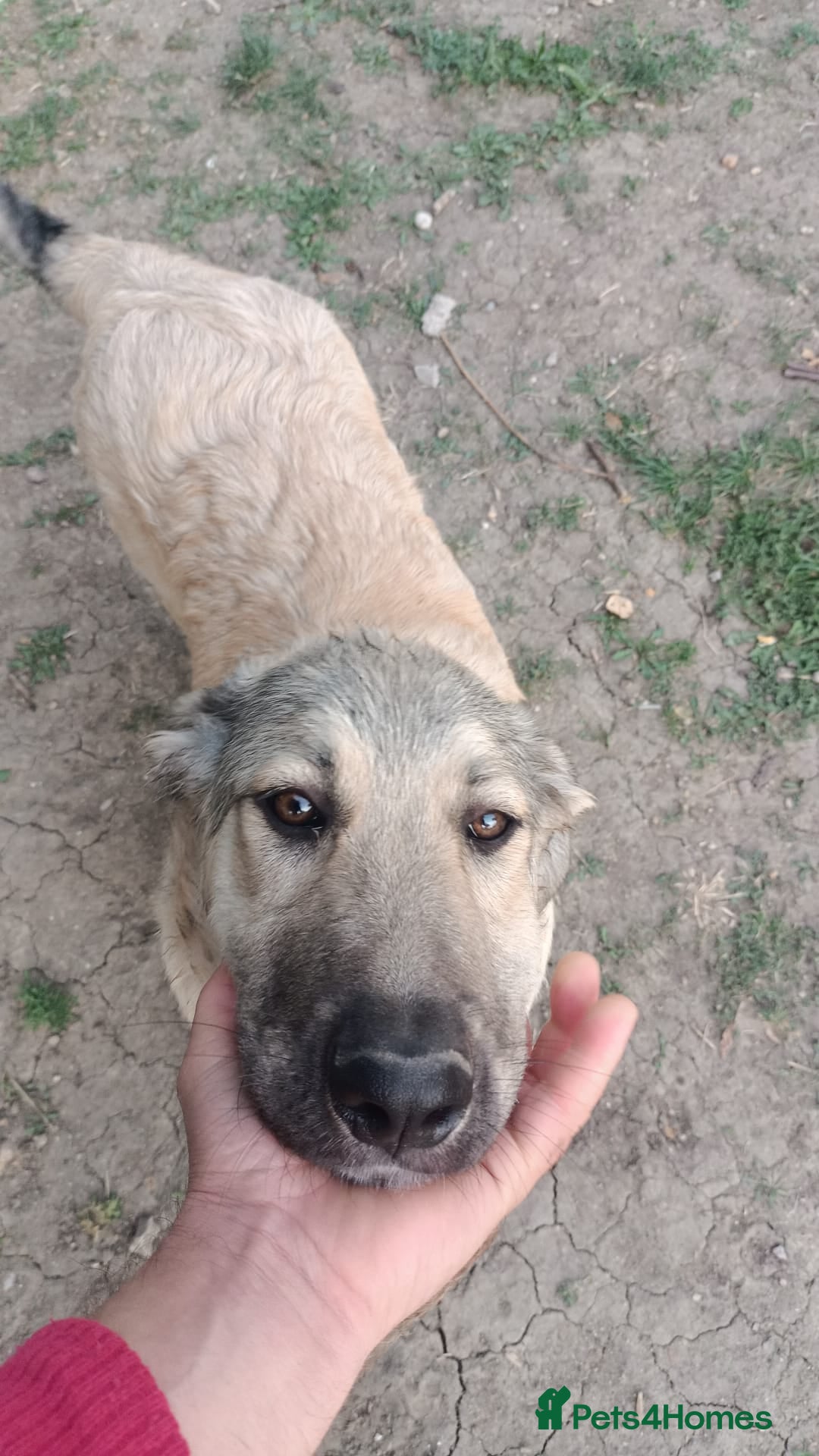 Mixed Breed dogs for adoption: 🐾 WINNIE - a Lovely young Girl, for a Loving Home - Image 24