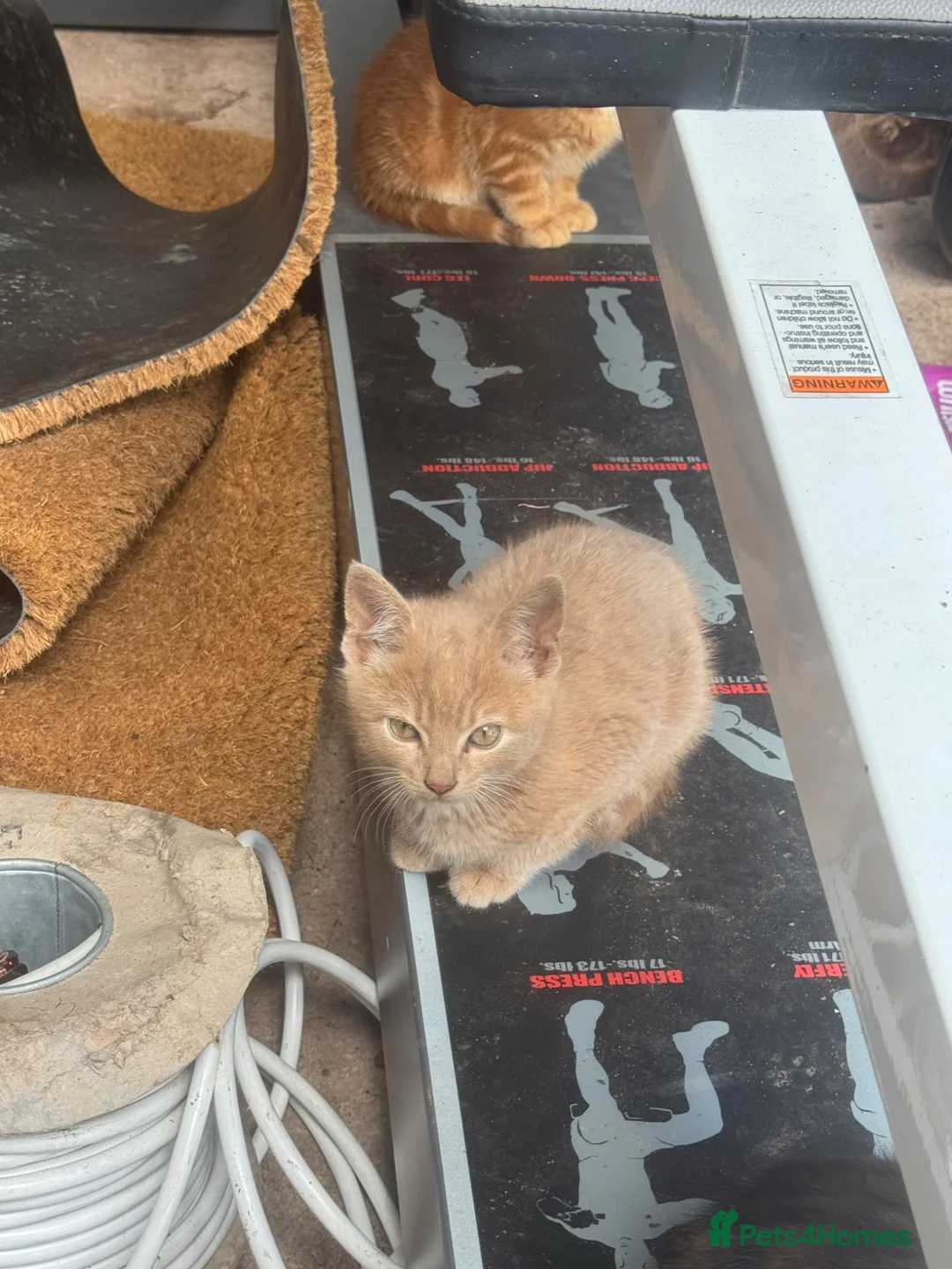 Domestic Shorthair cats for sale: Beautiful Farm Kittens - Advert 2