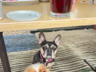 Cavalier King Charles Spaniel dogs Cavalier King Charles spaniel - Advert 15