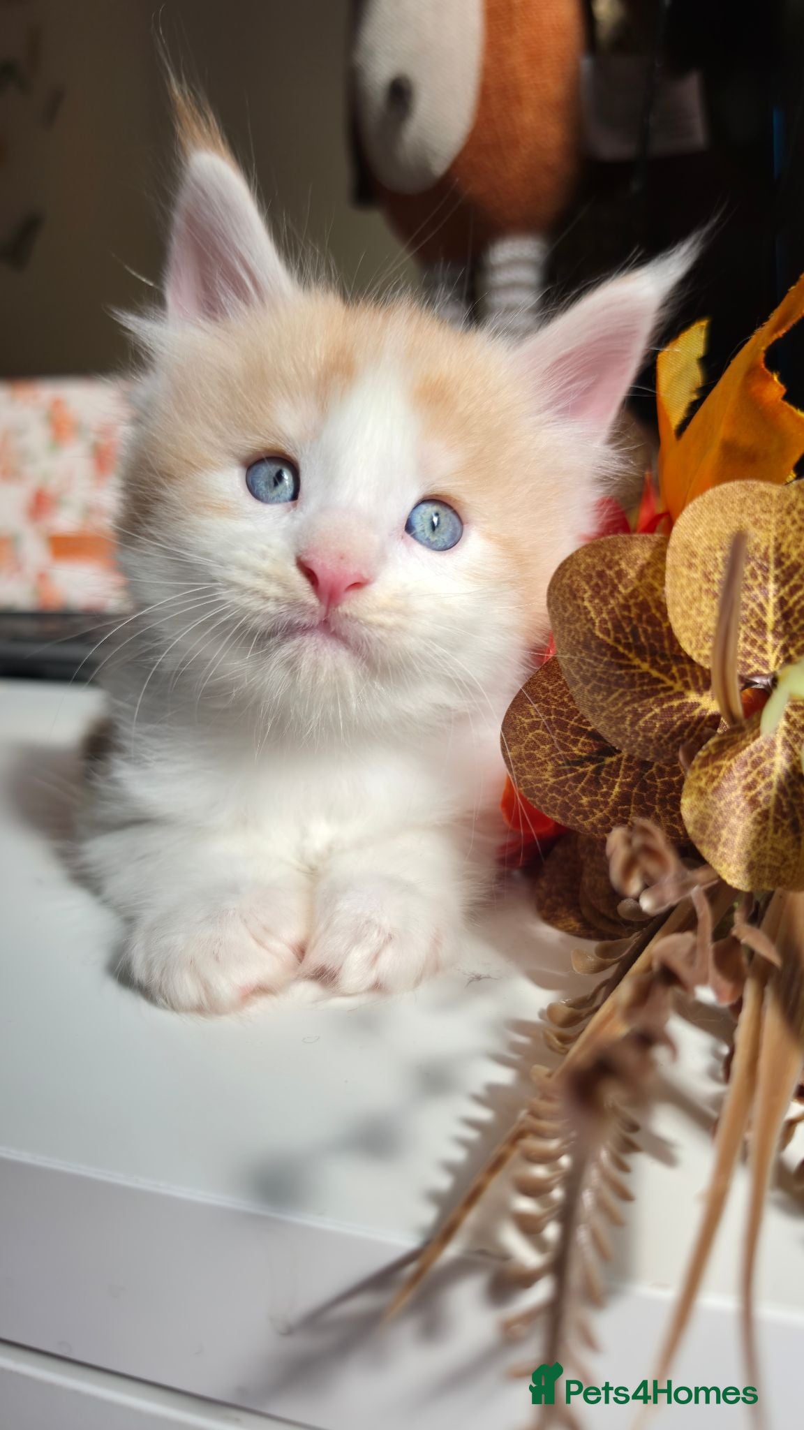 Maine Coon cats Stunning Maine coon kittens  - Advert 1