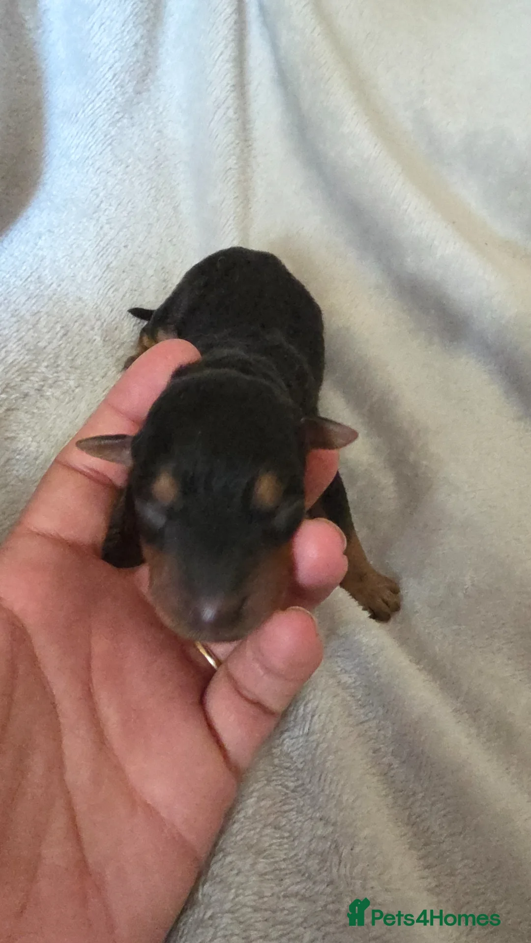 Airedale Terrier dogs for sale: Airdale terror puppies in Leeds - Advert 13