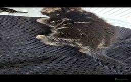 Bengal cats for sale:  Bengal with long haired blk & white kittens - Image 17