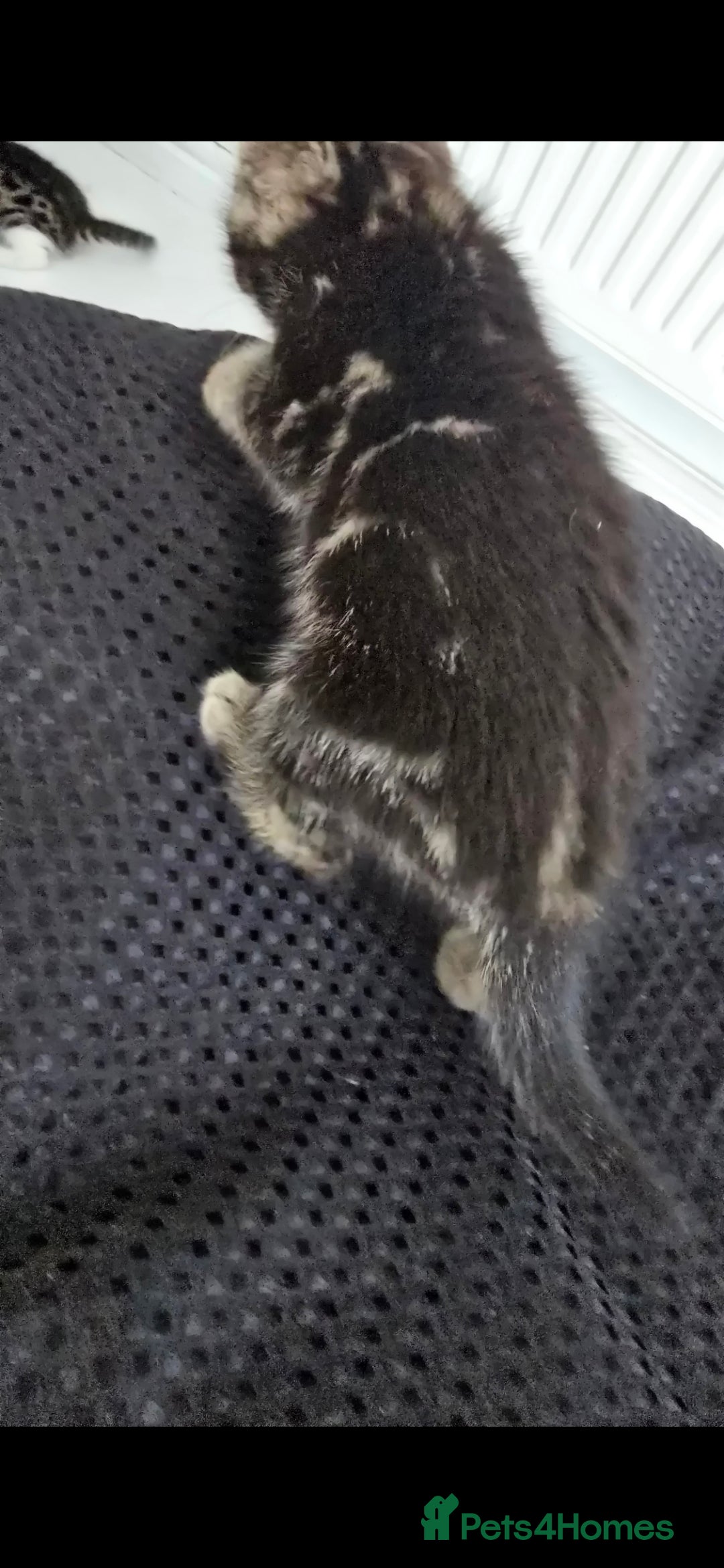 Bengal cats for sale:  Bengal with long haired blk & white kittens - Image 17