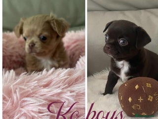 Chihuahua dogs KC Reg Chihuahuas 2 Boys 1 S/Coat & 1 Long coat - Advert 8