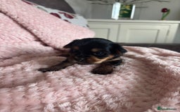 Yorkshire Terrier dogs for sale: Miniature Yorkshire Terrier Puppies  - Image 3