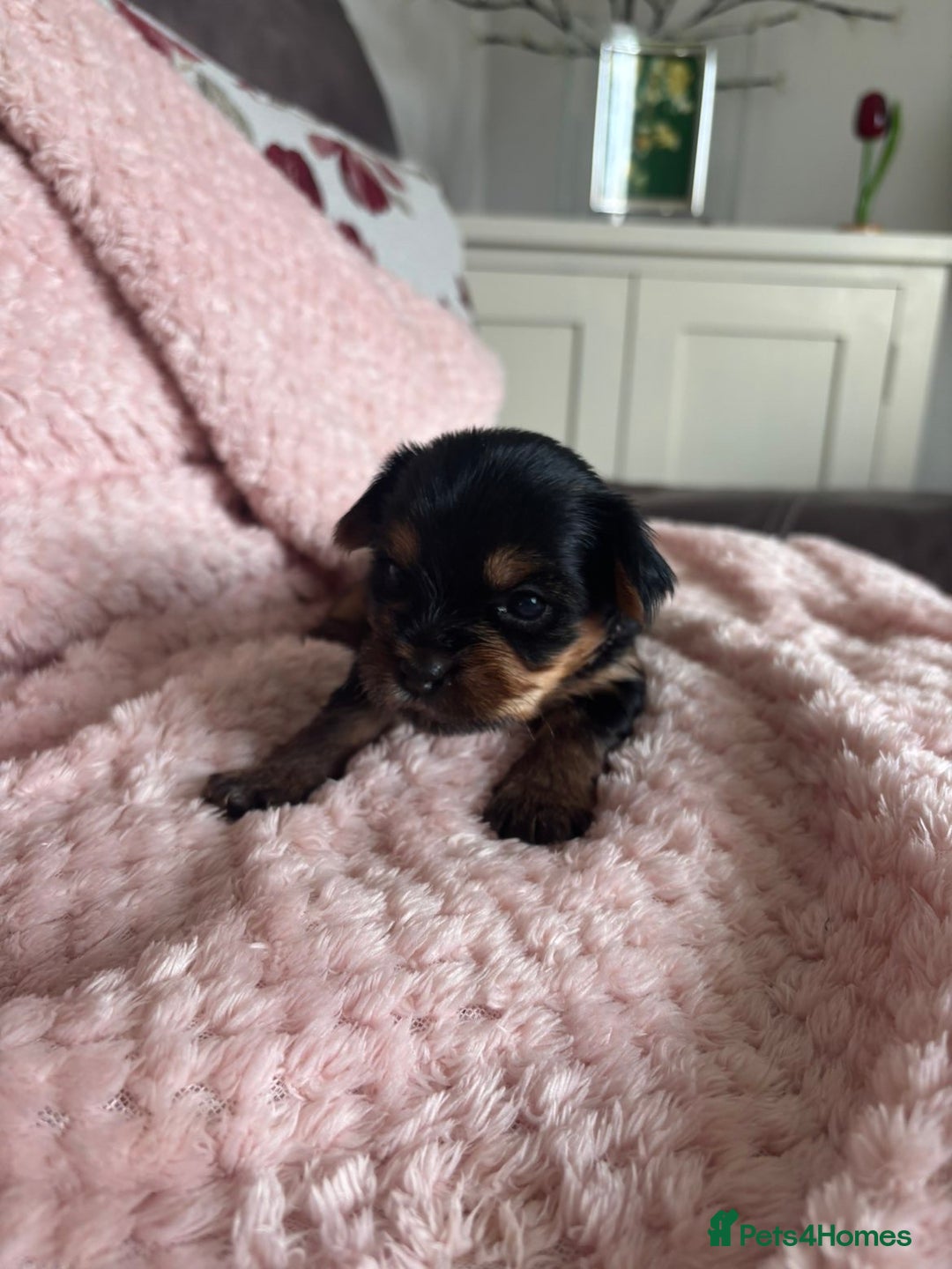 Yorkshire Terrier dogs for sale: Miniature Yorkshire Terrier Puppies  - Image 3