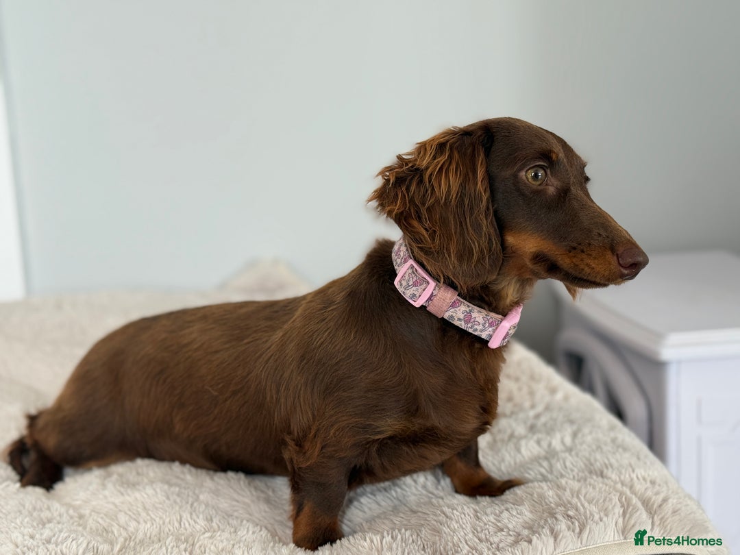 Miniature Dachshund dogs for sale: ⭐️KC Registered long-haired miniature dachshund⭐️ - Image 5