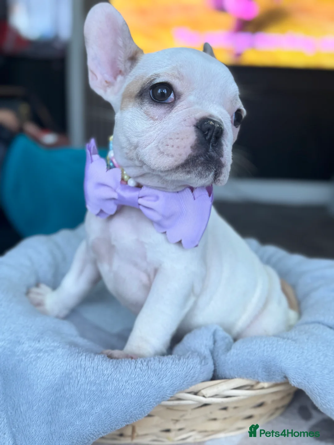 French Bulldog dogs for sale: KC REGISTER FRENCH BULLDOGS 🐶 - Advert 2