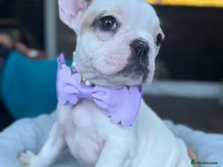French Bulldog dogs KC REGISTER FRENCH BULLDOGS 🐶 - Advert 1