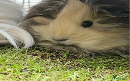 Guinea Pig rodents for sale: 2 Female Guinea Pigs  - Advert 4