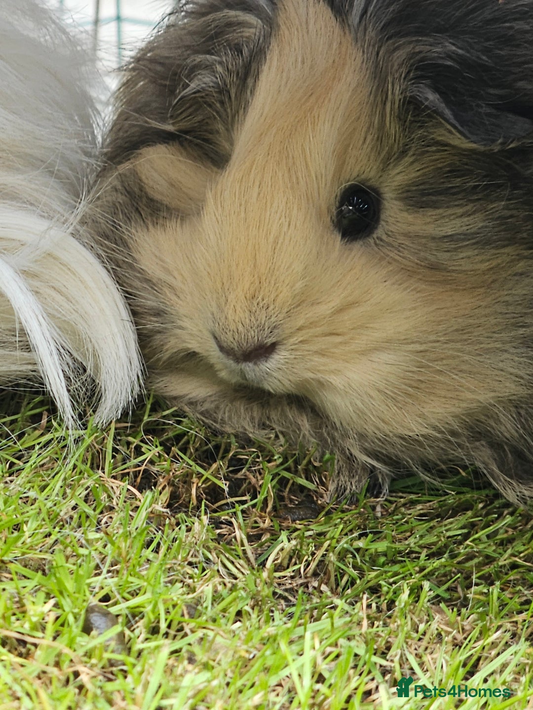 Guinea Pig rodents for sale: 2 Female Guinea Pigs  - Advert 4