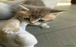 Scottish Fold cats for sale: Beautiful Scottish fold kittens - Image 9