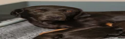 Labrador Retriever dogs for sale: KC REGISTERED LABRADOR PUPPIES - Advert 6