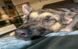 Mixed Breed dogs for adoption: FREYA - Looking for a loving, supportive home. - Image 8