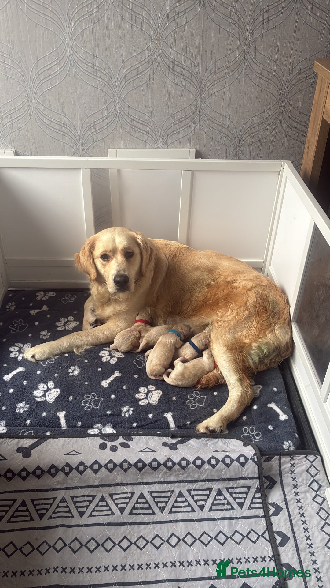 Golden Retriever dogs for sale: Golden retriever puppies  - Advert 8