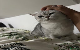 British Shorthair cats for sale: British Short Hair - Silver Shaded - Stormi - Image 3