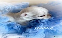Chihuahua dogs for sale: KC qulity LC cream/white chihuahua puppies  - Image 9