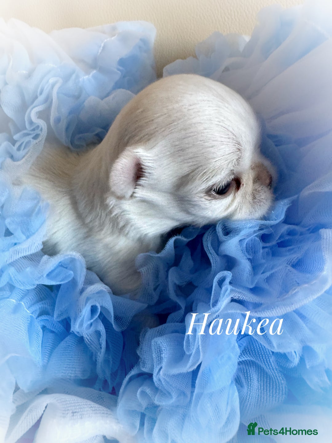 Chihuahua dogs for sale: KC qulity LC cream/white chihuahua puppies  - Image 9