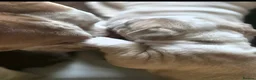 American Bully dogs for sale: American Bully Standard  - Advert 5