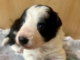 Border Collie dogs for sale - Advert 1