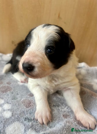 Border Collie dogs - Advert 1