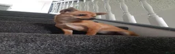Chihuahua dogs for sale: AVAILABLE: PRICE LOWERED - Advert 6