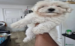 Maltese dogs for sale: Adorable maltese 3boys and 3 girls - Image 21