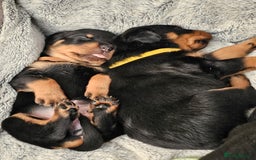 Rottweiler dogs for sale: Pure breed Rottweiler  - Image 16