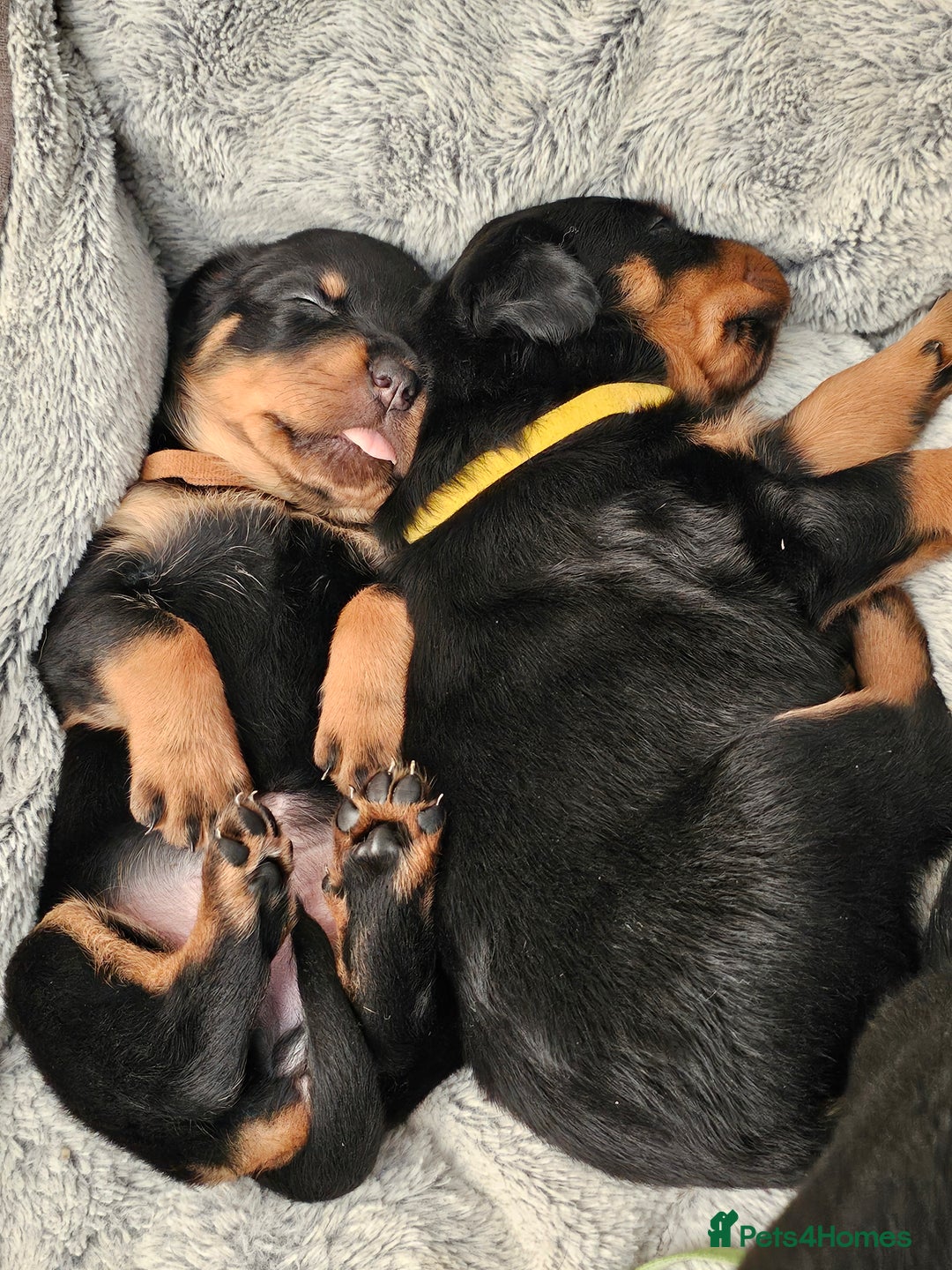 Rottweiler dogs for sale: Pure breed Rottweiler  - Image 16