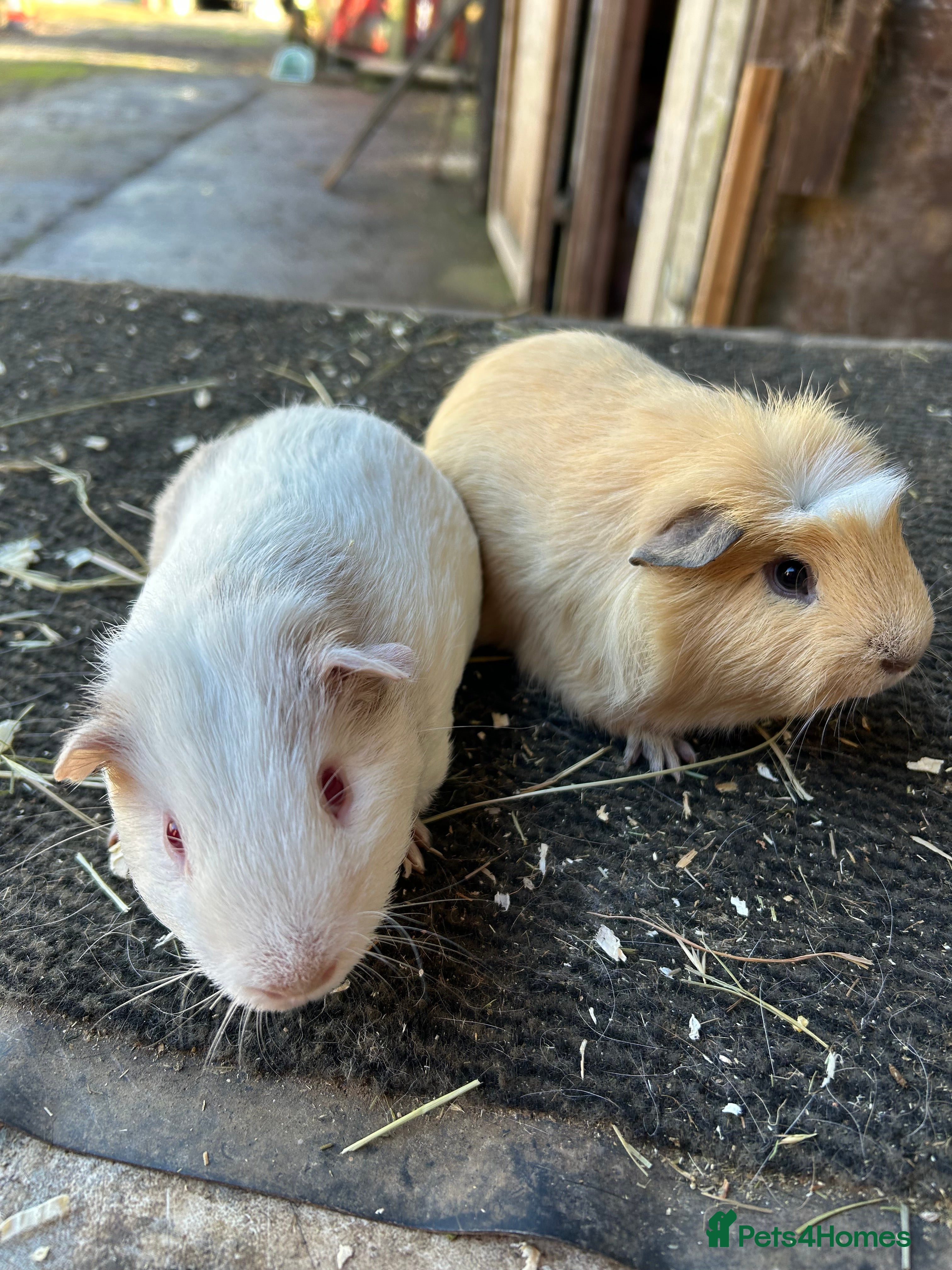 Guinea Pig rodents Friendly guinea pigs - Advert 3