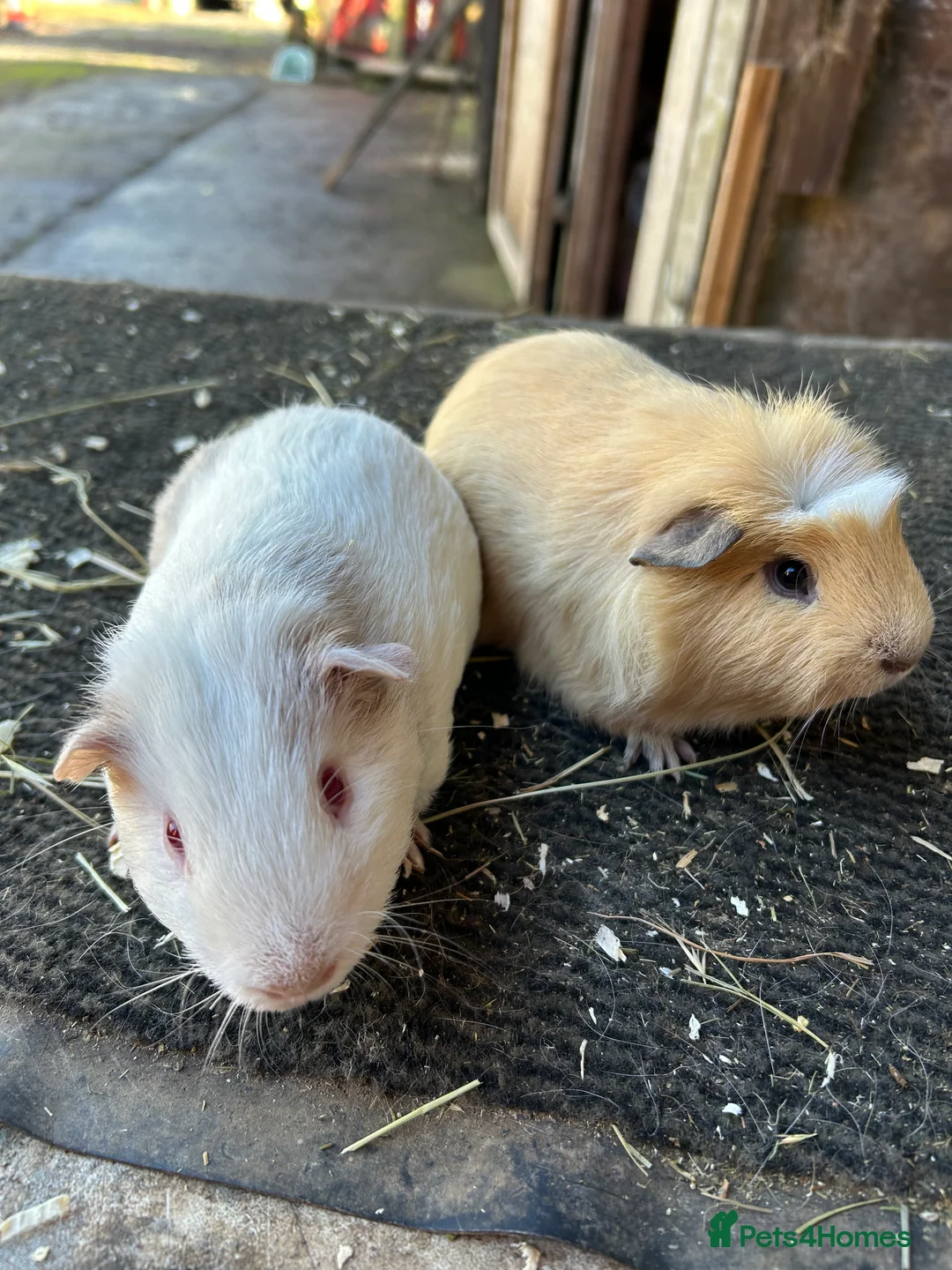 Guinea Pig rodents for sale: Friendly guinea pigs - Advert 1