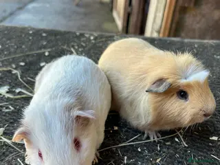Guinea Pig rodents Friendly guinea pigs - Advert 3