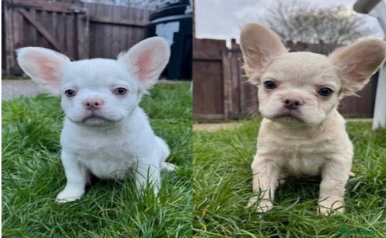 French Bulldog dogs REDUCED! Fluffy French Bulldog Puppies  - Advert 6