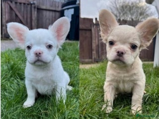 French Bulldog dogs REDUCED! Fluffy French Bulldog Puppies - Advert 6