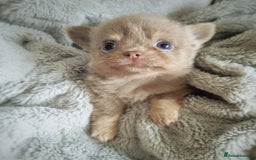 Chihuahua dogs for sale: 🐾 Exceptional lilac Chihuahua Puppies for Sale 🐾 - Image 4