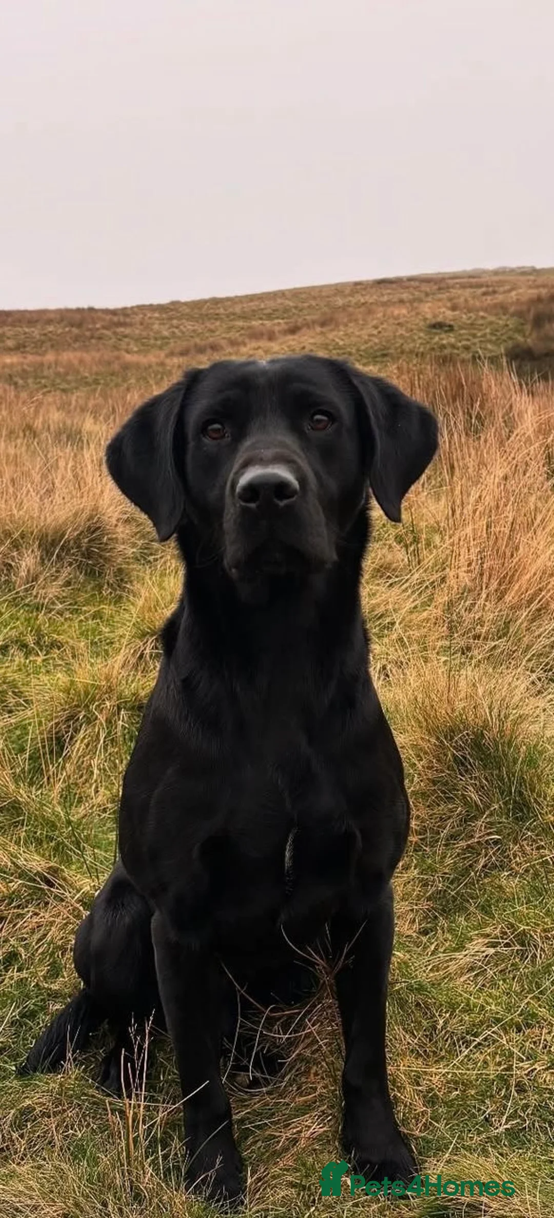 Labrador Retriever dogs for sale: 🐾KC Registered Fox Red & Black Labrador Puppies🐾 - Advert 2